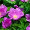 Pink Cinnamon Rose Seeds - Fragrant Amur Rosa Davurica - 10 Seeds - Image 1