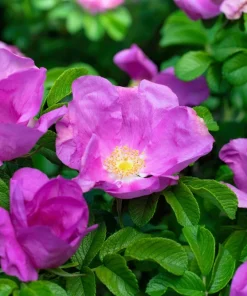 Pink Cinnamon Rose Seeds - Fragrant Amur Rosa Davurica - 10 Seeds - Image 1