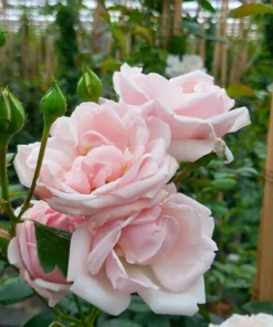 Pink Climbing Rose Live Plant - Fragrant Bush for Outdoor Garden, 4-6 Inch Tall - Image 2