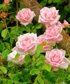 Pink Climbing Rose Live Plant - Fragrant Bush for Outdoor Garden, 4-6 Inch Tall - Image 3