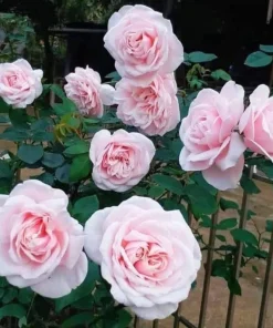 Pink Climbing Rose Live Plant - Fragrant Bush for Outdoor Garden, 4-6 Inch Tall - Image 4