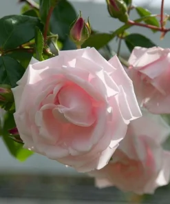 Pink Climbing Rose Live Plant - Fragrant Bush for Outdoor Garden, 4-6 Inch Tall - Image 5