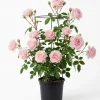 Pink Climbing Rose Live Plant - Fragrant Bush for Outdoor Garden, 4-6 Inch Tall - Image 1