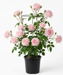Pink Climbing Rose Live Plant - Fragrant Bush for Outdoor Garden, 4-6 Inch Tall - Image 1