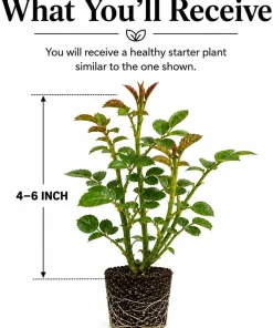 Pink Climbing Rose Plant – Fragrant Live Rose Bush, 4-6 Inch Tall, Outdoor - Image 2
