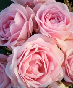 Pink Climbing Rose Plant – Fragrant Live Rose Bush, 4-6 Inch Tall, Outdoor - Image 3