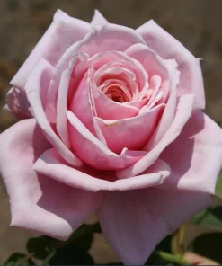 Pink Climbing Rose Plant – Fragrant Live Rose Bush, 4-6 Inch Tall, Outdoor - Image 4