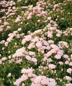 Pink Climbing Rose Plant – Fragrant Live Rose Bush, 4-6 Inch Tall, Outdoor - Image 5