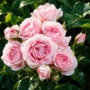 Pink Climbing Rose Plant – Fragrant Live Rose Bush, 4-6 Inch Tall, Outdoor - Image 1