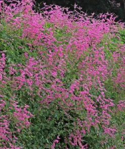 Pink Coral Vine Live Plant - Antigonon Leptopus - Pack of 2 - 4-6 Inches Tall - Image 2