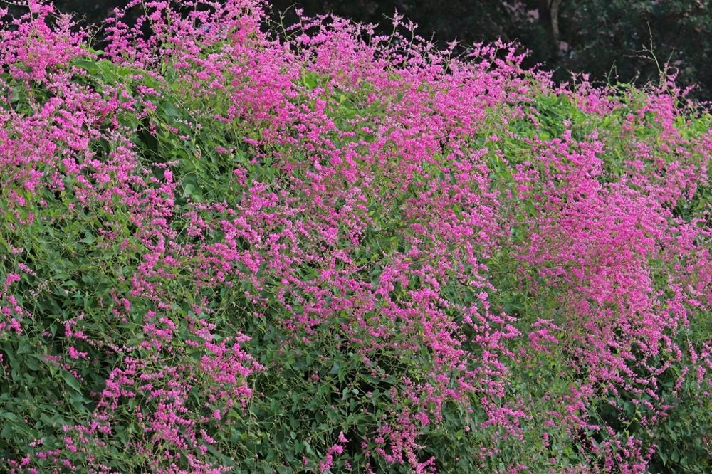 Pink Coral Vine Live Plant - Antigonon Leptopus - Pack of 2 - 4-6 Inches Tall - Image 2