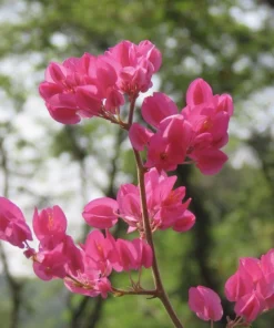 Pink Coral Vine Live Plant - Antigonon Leptopus - Pack of 2 - 4-6 Inches Tall - Image 3