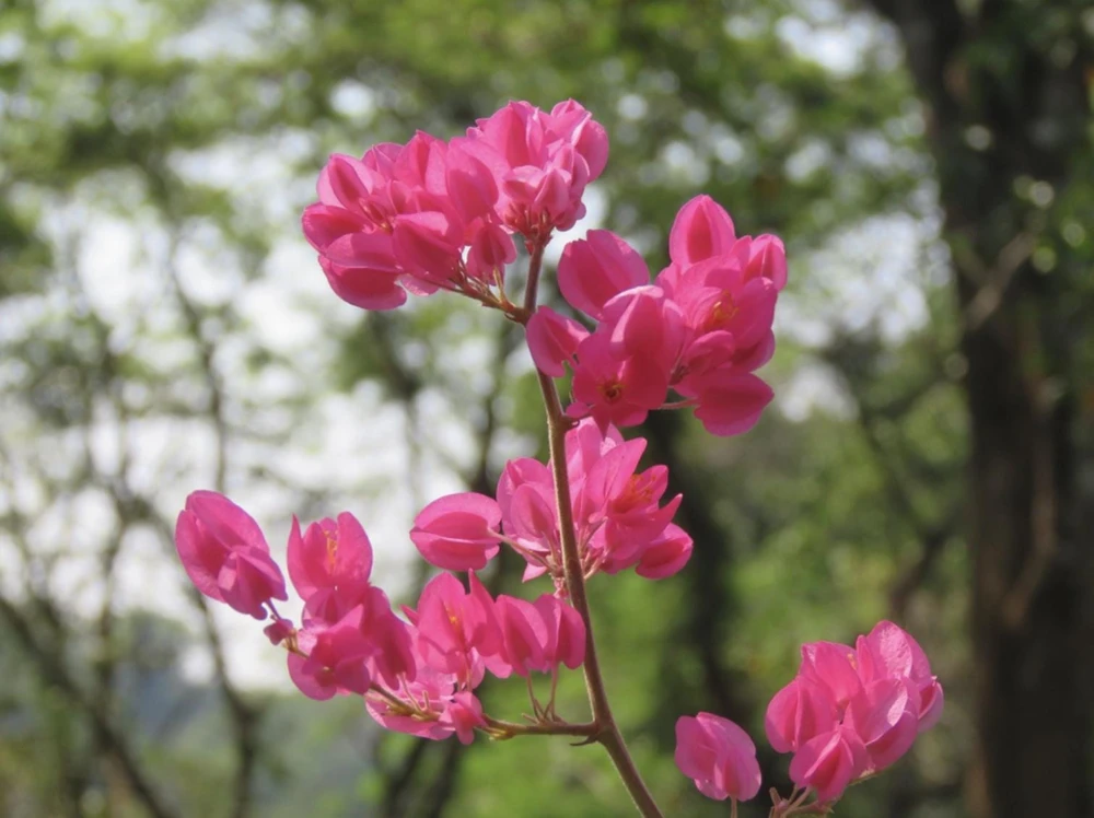 Pink Coral Vine Live Plant - Antigonon Leptopus - Pack of 2 - 4-6 Inches Tall - Image 3