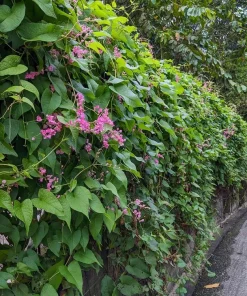 Pink Coral Vine Live Plant - Antigonon Leptopus - Pack of 2 - 4-6 Inches Tall - Image 4