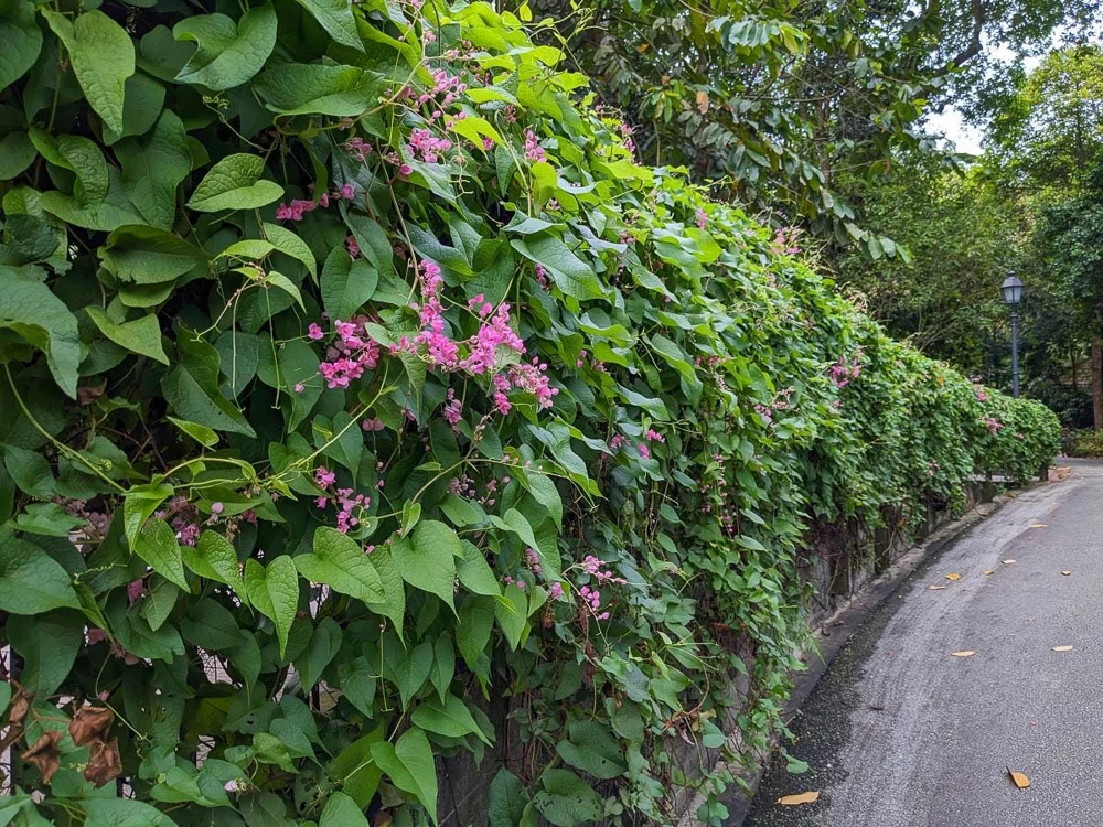 Pink Coral Vine Live Plant - Antigonon Leptopus - Pack of 2 - 4-6 Inches Tall - Image 4