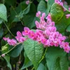 Pink Coral Vine Live Plant - Antigonon Leptopus - Pack of 2 - 4-6 Inches Tall - Image 1
