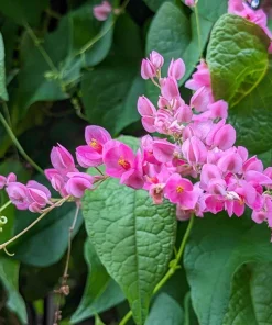 Pink Coral Vine Live Plant - Antigonon Leptopus - Pack of 2 - 4-6 Inches Tall - Image 1