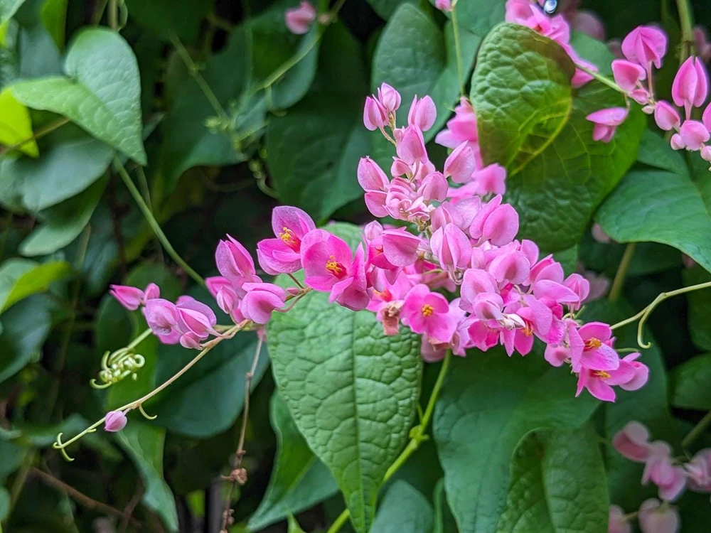 Pink Coral Vine Live Plant - Antigonon Leptopus - Pack of 2 - 4-6 Inches Tall - Image 1