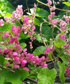 Pink Coral Vine Live Plant - Antigonon Leptopus - Pack of 2 - 4-6 Inches Tall - Image 5