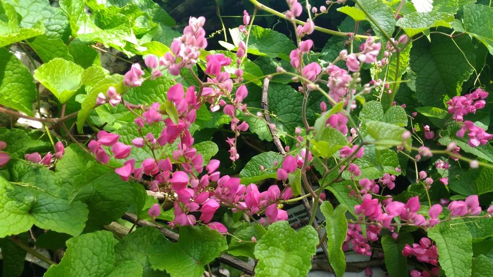 Pink Coral Vine Live Plant - Antigonon Leptopus - Pack of 2 - 4-6 Inches Tall - Image 5