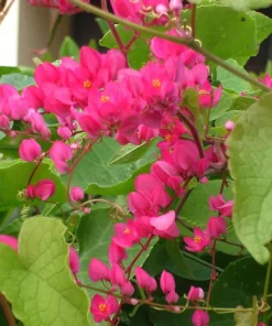 Pink Coral Vine Live Plant - Antigonon Leptopus - Pack of 2 - 4-6 Inches Tall - Image 6