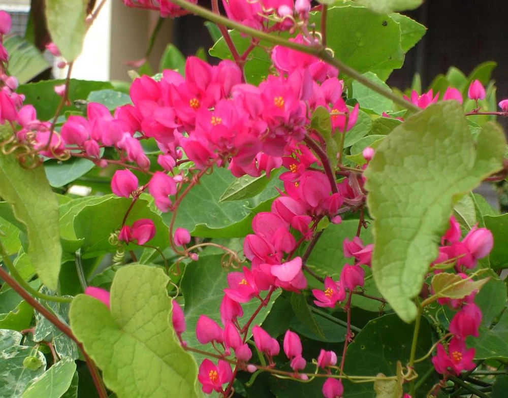 Pink Coral Vine Live Plant - Antigonon Leptopus - Pack of 2 - 4-6 Inches Tall - Image 6