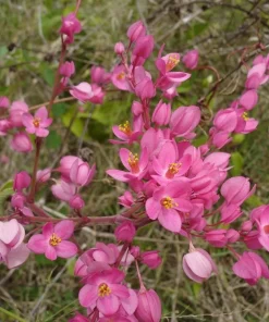 Pink Coral Vine Live Plant - Antigonon Leptopus - Pack of 2 - 4-6 Inches Tall - Image 7