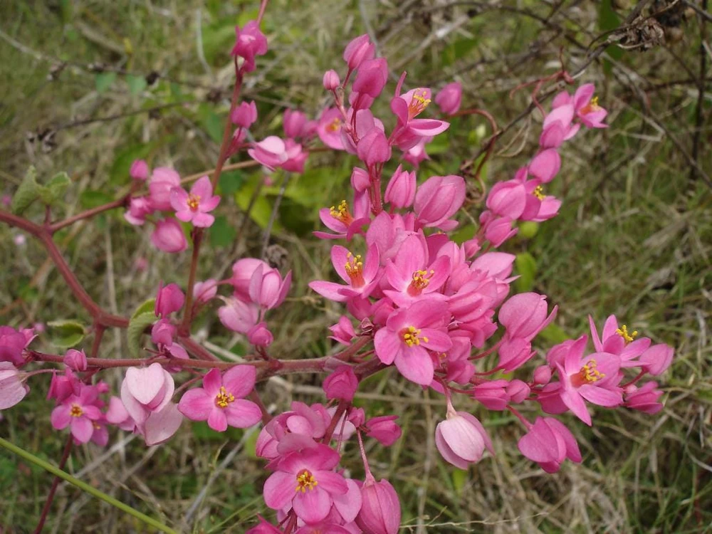Pink Coral Vine Live Plant - Antigonon Leptopus - Pack of 2 - 4-6 Inches Tall - Image 7