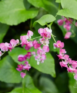 Pink Coral Vine Live Plant - Antigonon Leptopus - Pack of 2 - 4-6 Inches Tall - Image 8