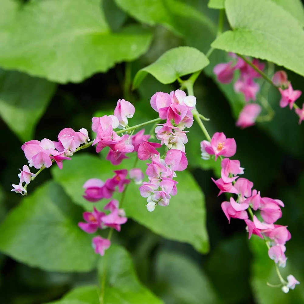 Pink Coral Vine Live Plant - Antigonon Leptopus - Pack of 2 - 4-6 Inches Tall - Image 8