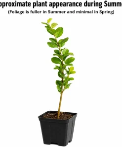 Pink Crape Myrtle Live Plant - 6-12" Tall Shrub - Quart Pot - Outdoor - Image 2