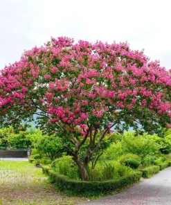 Pink Crape Myrtle Live Plant - 6-12