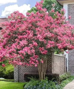 Pink Crape Myrtle Live Plant - 6-12
