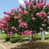 Pink Crape Myrtle Live Plant - 6-12" Tall Shrub - Quart Pot - Outdoor - Image 1