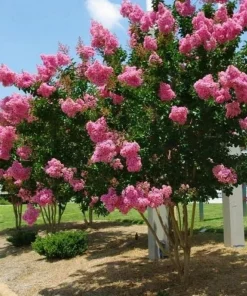 Pink Crape Myrtle Live Plant - 6-12" Tall Shrub - Quart Pot - Outdoor - Image 1