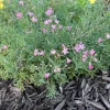 Pink Creeping Baby's Breath - Gypsophila repens 'Rosea' - Live Plant in 3.5 Inch Pot - Image 1