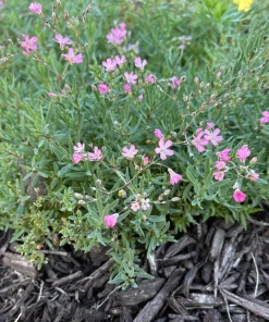 Pink Creeping Baby's Breath - Gypsophila repens 'Rosea' - Live Plant in 3.5 Inch Pot - Image 1