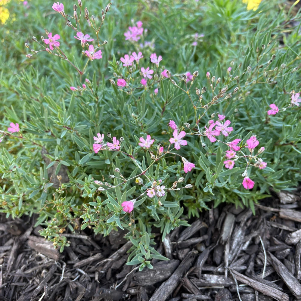Pink Creeping Baby's Breath - Gypsophila repens 'Rosea' - Live Plant in 3.5 Inch Pot - Image 1