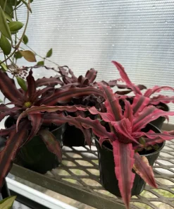 Pink Cryptanthus Bromeliad Live Plant - Potted Houseplant - Image 2