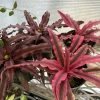 Pink Cryptanthus Bromeliad Live Plant - Potted Houseplant - Image 1