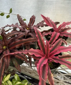 Pink Cryptanthus Bromeliad Live Plant - Potted Houseplant - Image 1