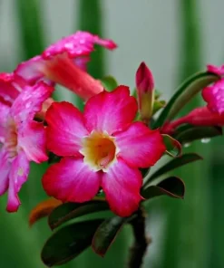 Pink Desert Rose Live Plant - Adenium Obesum, 4-6 Inch Tall Tropical Succulent - Image 2
