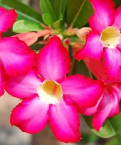 Pink Desert Rose Live Plant - Adenium Obesum, 4-6 Inch Tall Tropical Succulent - Image 3