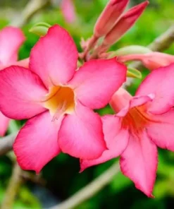 Pink Desert Rose Live Plant - Adenium Obesum, 4-6 Inch Tall Tropical Succulent - Image 4