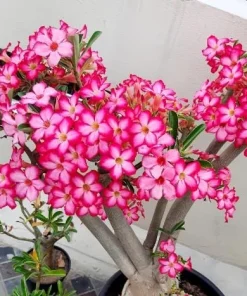 Pink Desert Rose Live Plant - Adenium Obesum, 4-6 Inch Tall Tropical Succulent - Image 5