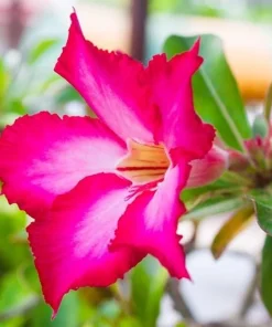Pink Desert Rose Live Plant - Adenium Obesum, 4-6 Inch Tall Tropical Succulent - Image 6