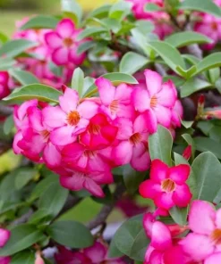 Pink Desert Rose Live Plant - Adenium Obesum, 4-6 Inch Tall Tropical Succulent - Image 7