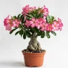 Pink Desert Rose Live Plant - Adenium Obesum, 4-6 Inch Tall Tropical Succulent - Image 1