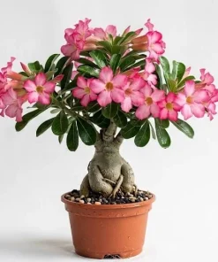 Pink Desert Rose Live Plant - Adenium Obesum, 4-6 Inch Tall Tropical Succulent - Image 1