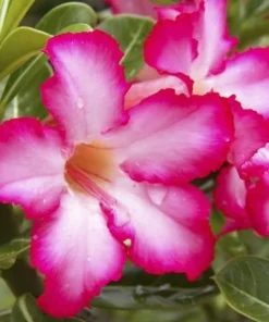 Pink Desert Rose Live Plant - Adenium Succulent, 4-6 Inch Tall, Indoor/Outdoor - Image 2